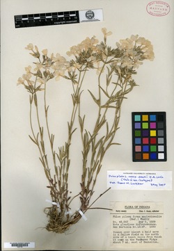 Phlox pilosa subsp. deamii image