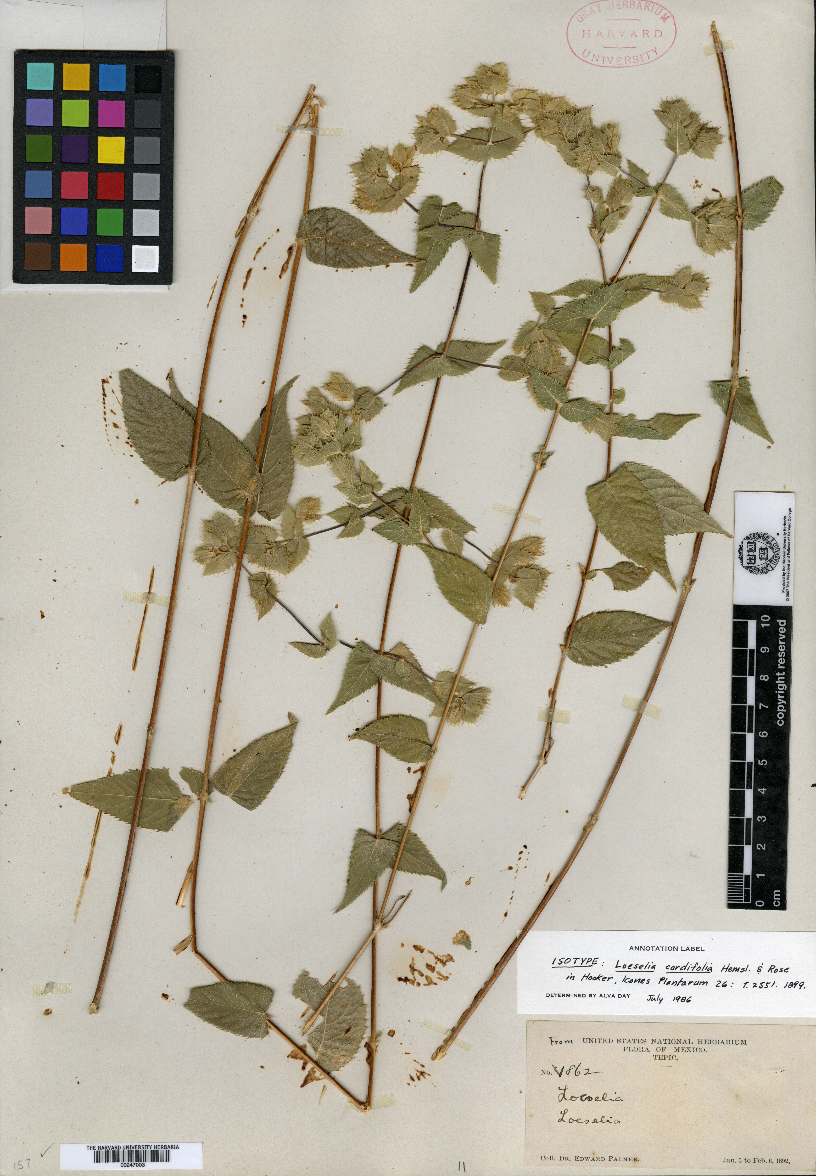 Loeselia cordifolia image