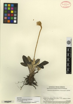 Chaptalia malcabalensis image