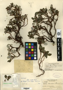 Salix leiolepis image