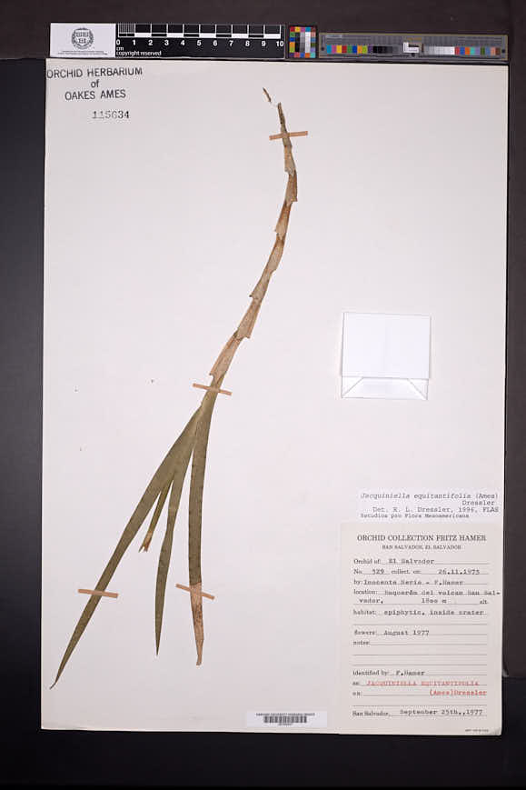 Jacquiniella equitantifolia image