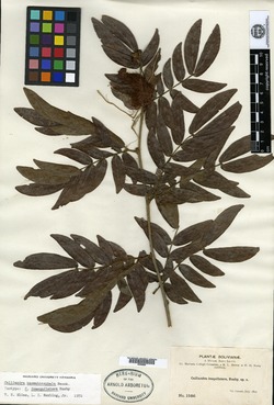 Calliandra portoricensis image