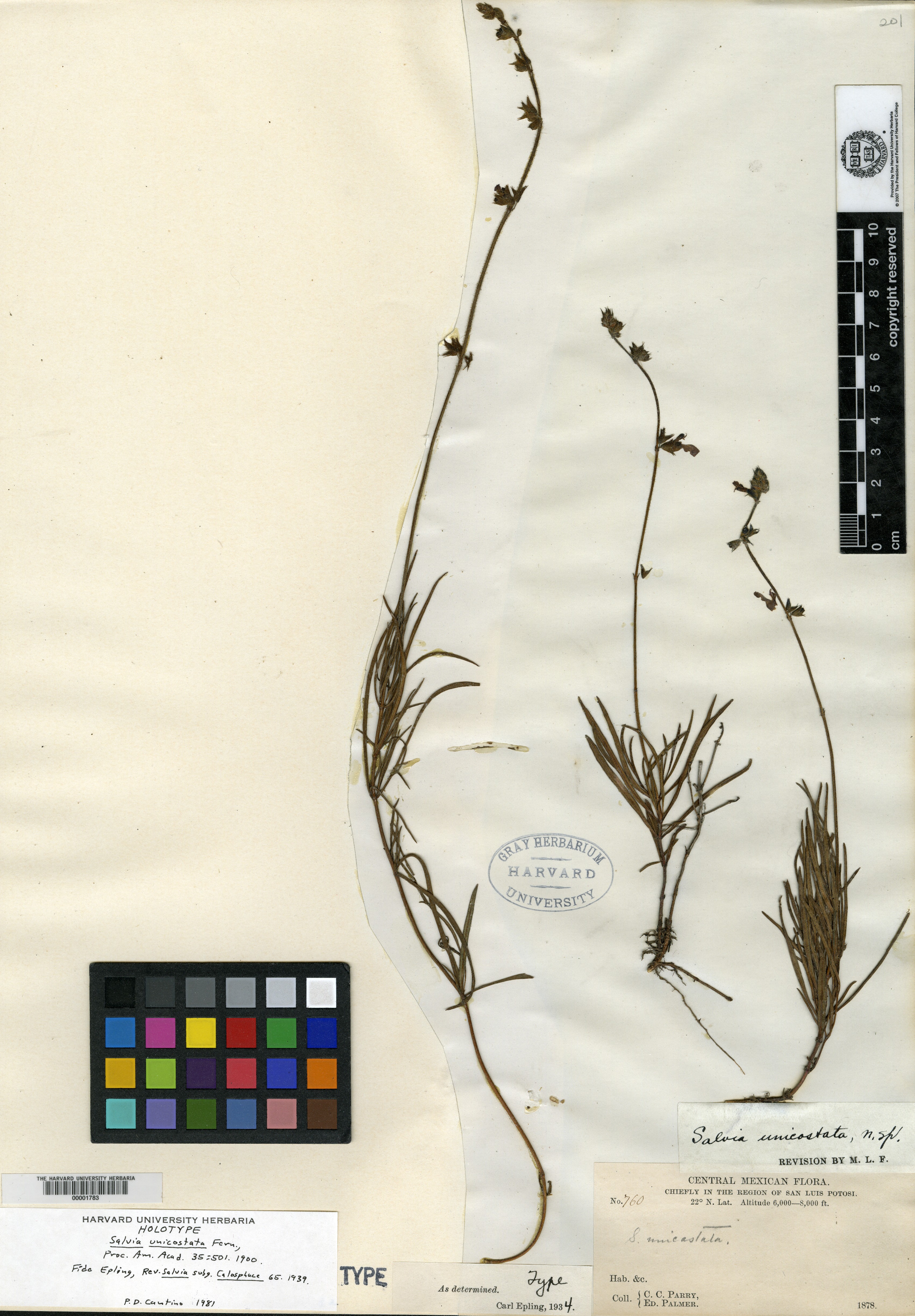 Salvia unicostata image