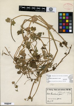 Bowlesia platanifolia image
