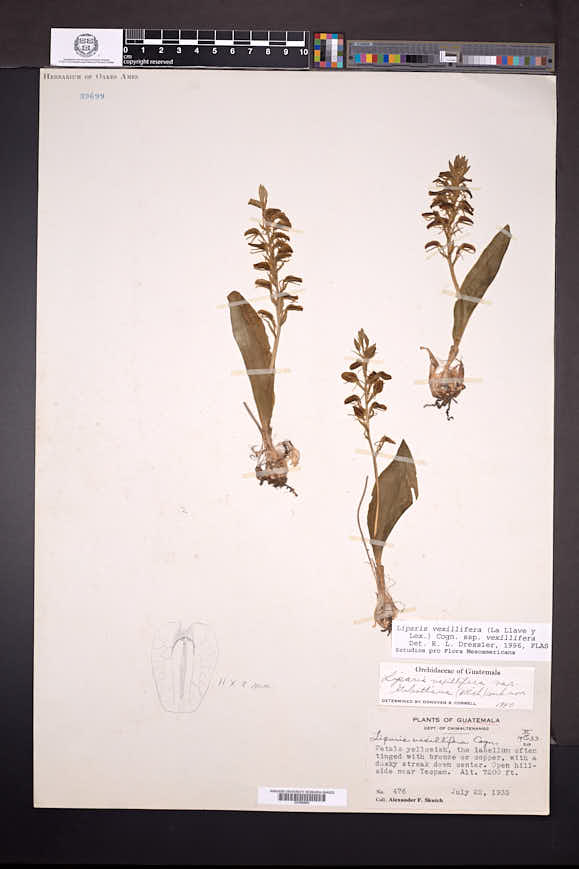 Liparis arnoglossophylla image