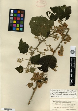 Robinsonella lindeniana subsp. divergens image