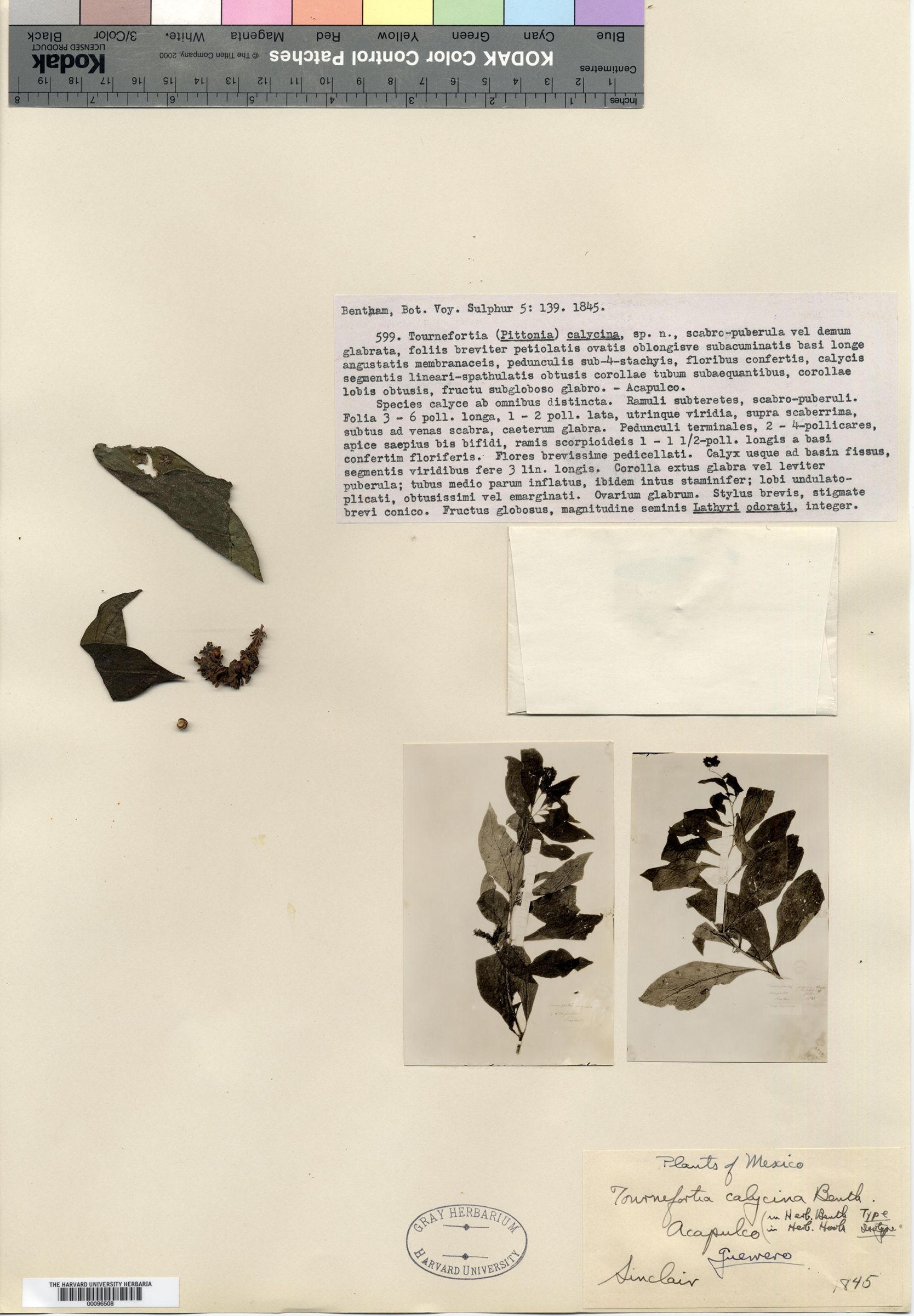 Tournefortia calycina image