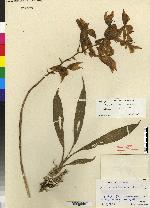 Cattleya harrisoniana image