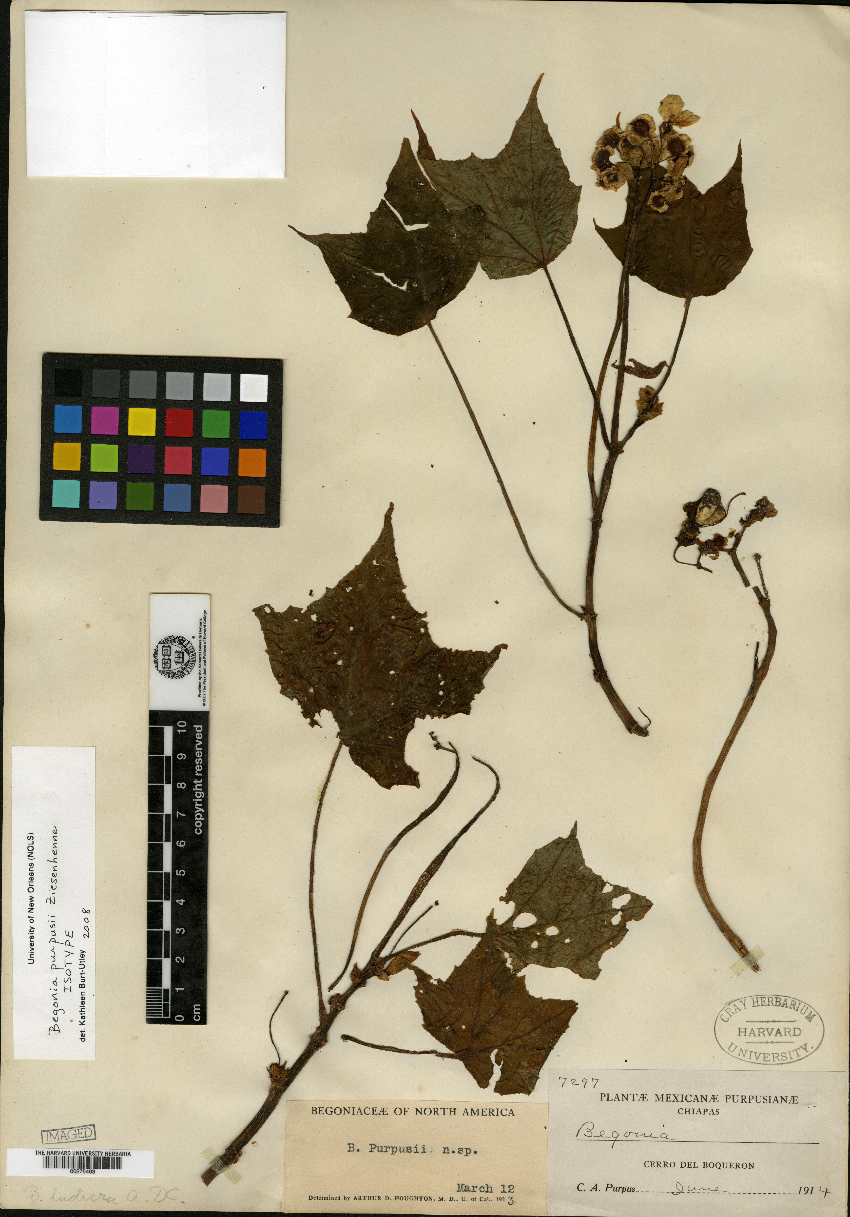Begonia purpusii image