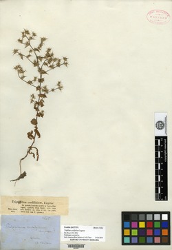 Triptilion cordifolium image