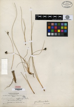 Sisyrinchium cryptocarpum image