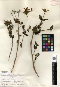 Petalonyx crenatus image