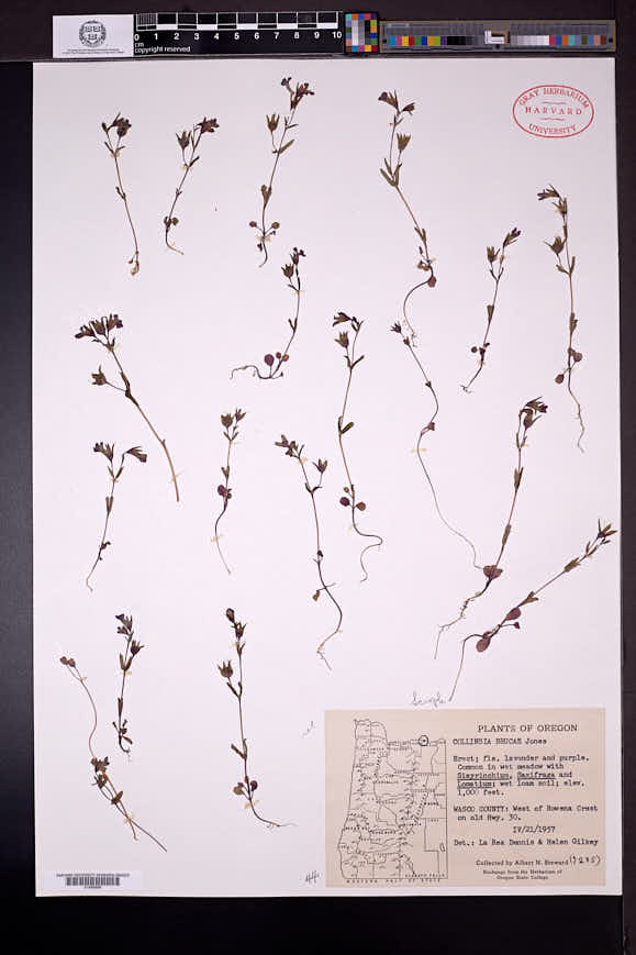 Collinsia sparsiflora var. bruceae image