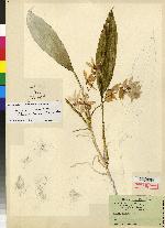 Agrostophyllum stipulatum subsp. stipulatum image