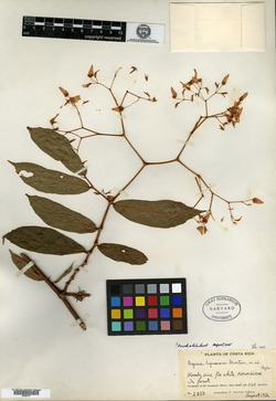 Begonia lignescens image