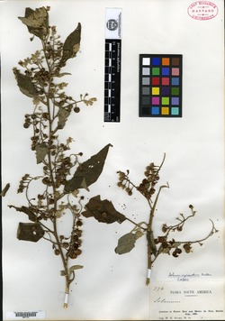 Solanum myrianthum image
