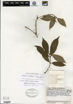 Psychotria bolivarensis image
