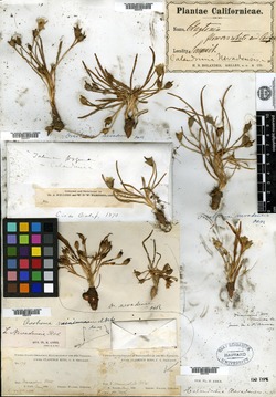 Calandrinia nevadensis image