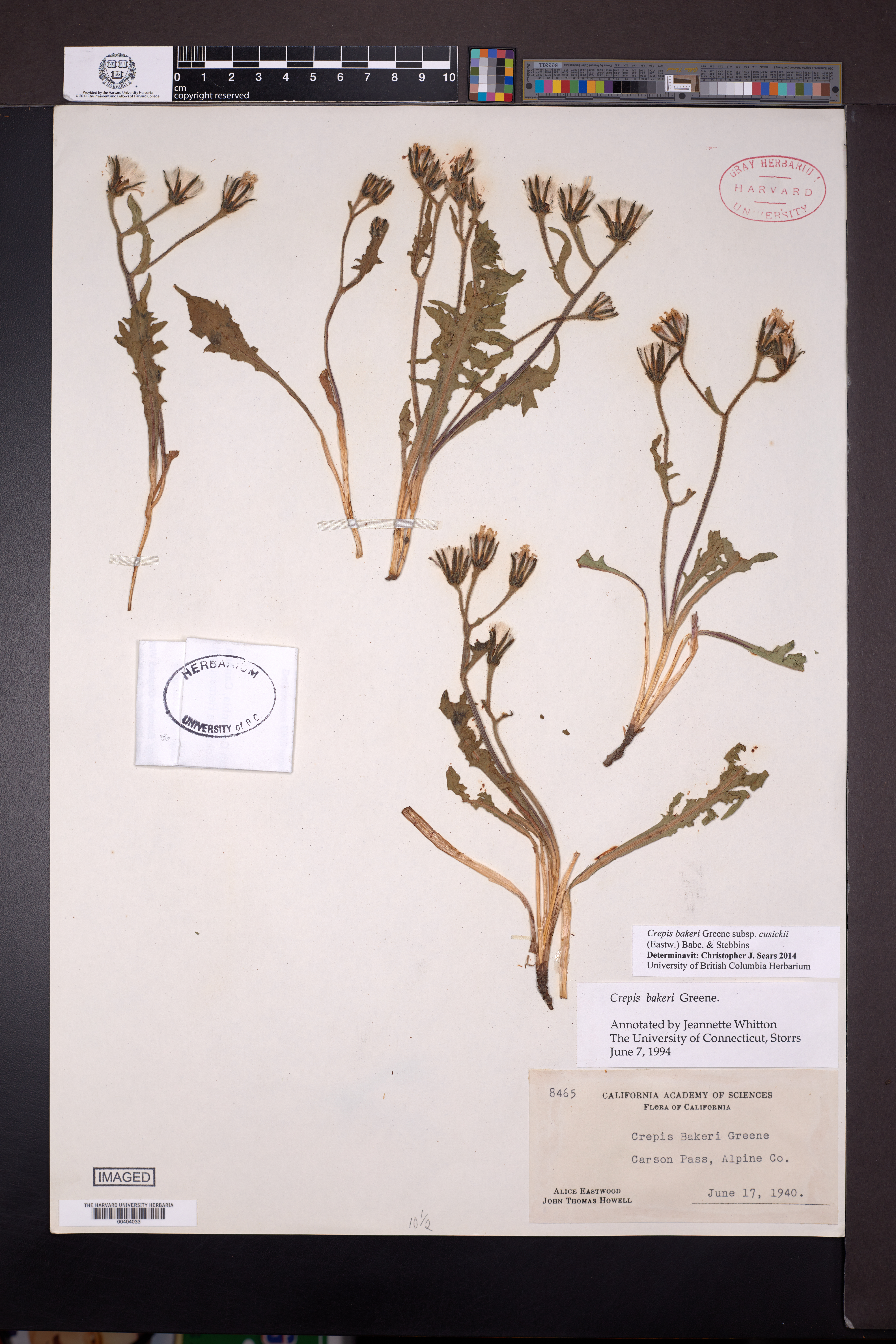 Crepis bakeri subsp. cusickii image