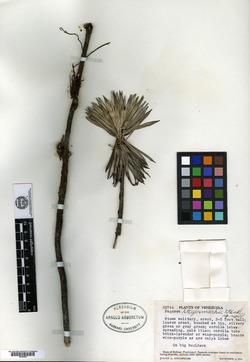 Aphanocarpus steyermarkii image