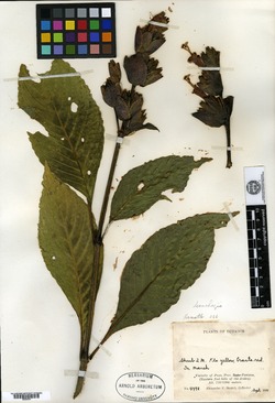 Sanchezia helophila image