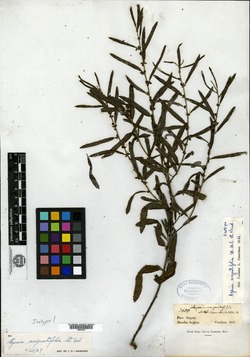 Ayenia angustifolia image