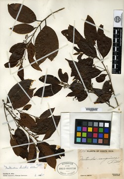 Nectandra smithii image