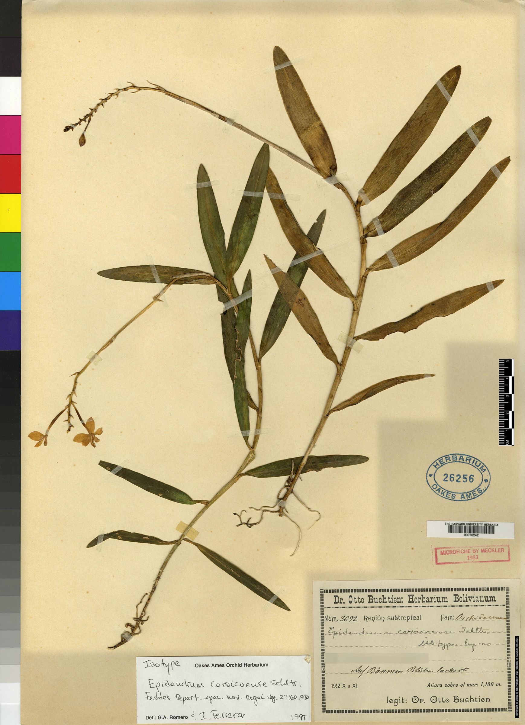 Epidendrum cyclotylosum image
