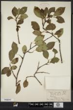 Prunus cerasifera image