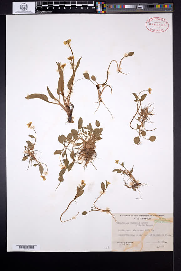 Ranunculus gormanii image