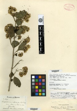 Eupatorium albicaule var. laxius image