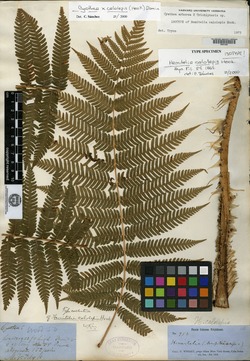 Cyathea calolepis image