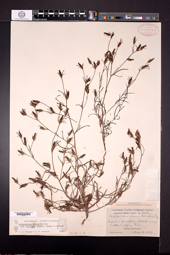 Cordylanthus tenuis subsp. viscidus image