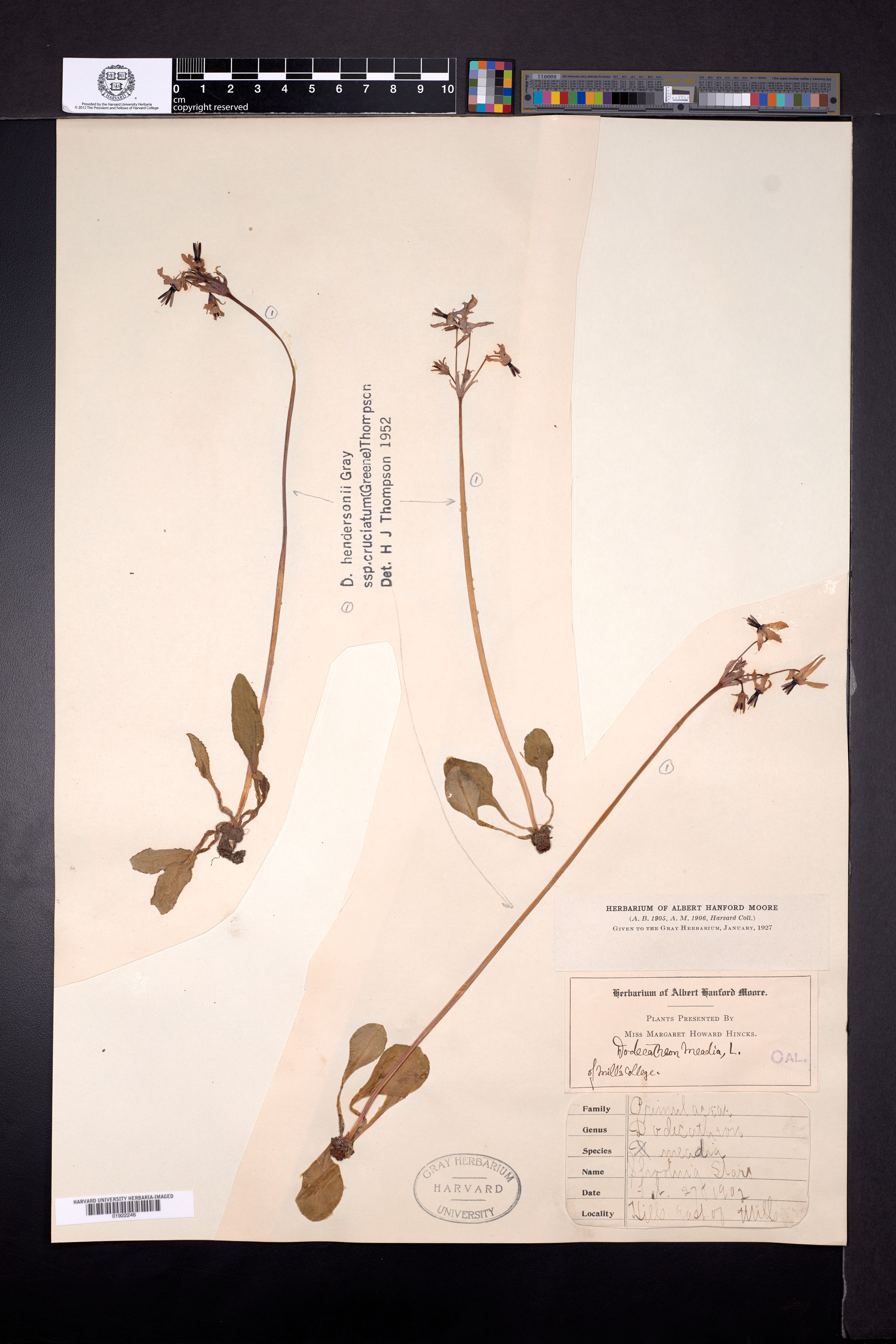 Dodecatheon hendersonii subsp. cruciatum image