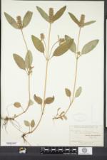 Prunella vulgaris subsp. lanceolata image