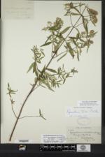 Pycnanthemum torreyi image
