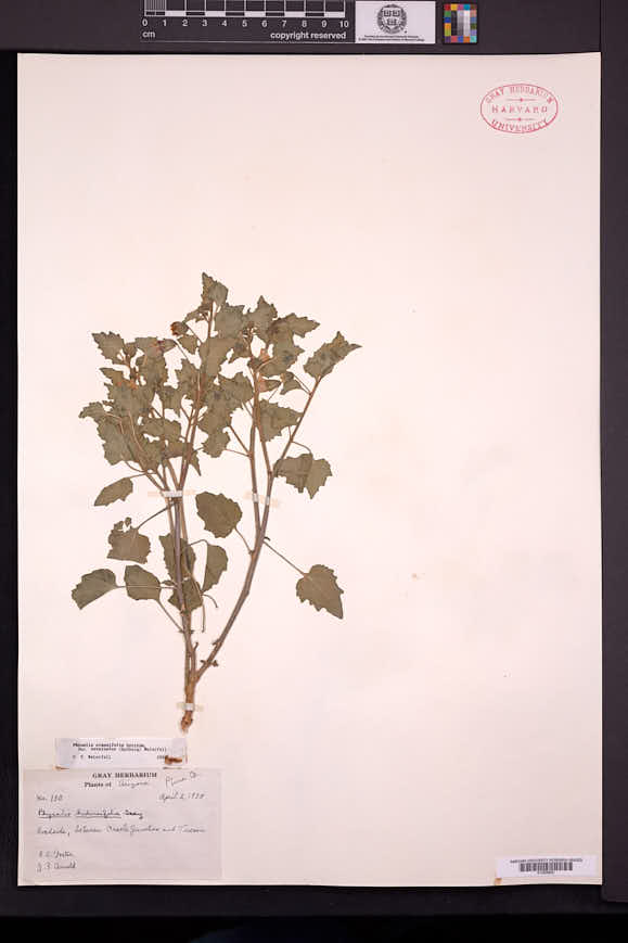 Physalis crassifolia var. versicolor image