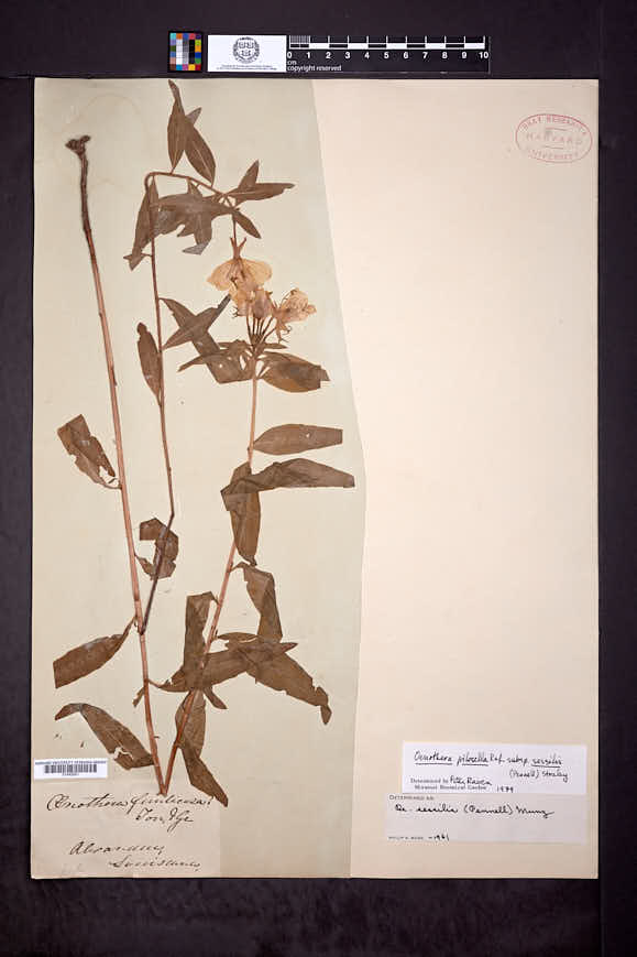 Oenothera pilosella subsp. sessilis image