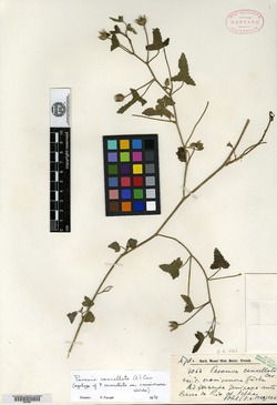 Pavonia imatacensis image