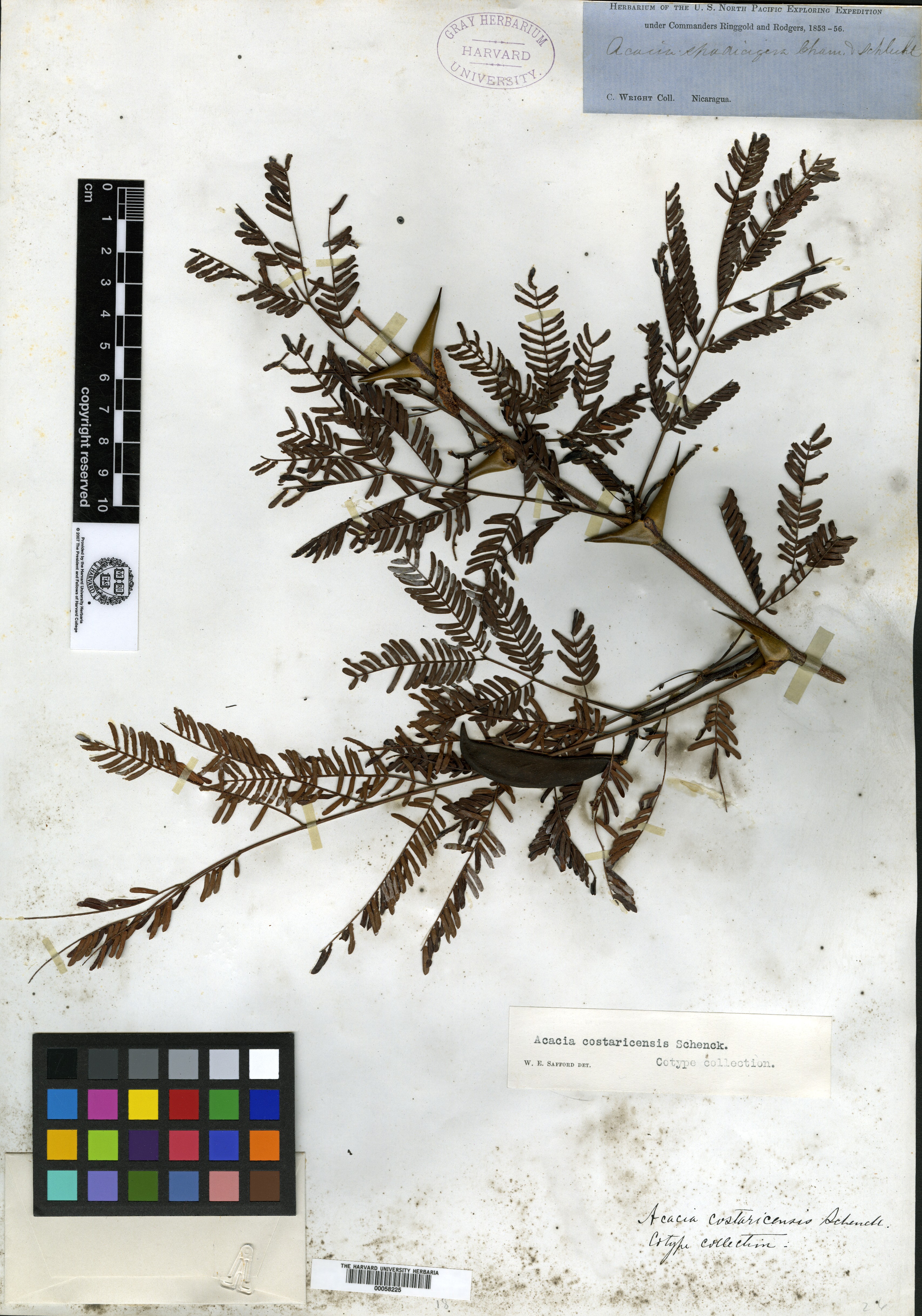 Acacia costaricensis image