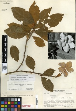 Brunfelsia imatacana image