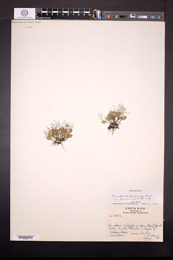 Trichosalpinx carinilabia image
