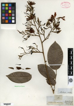 Martiodendron excelsum image