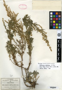 Artemisia redolens image