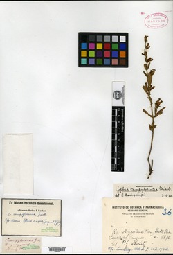 Cuphea flava var. pseudobrachiata image