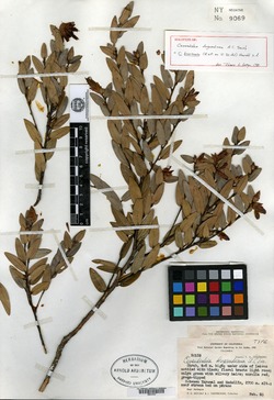 Cavendishia panamensis image
