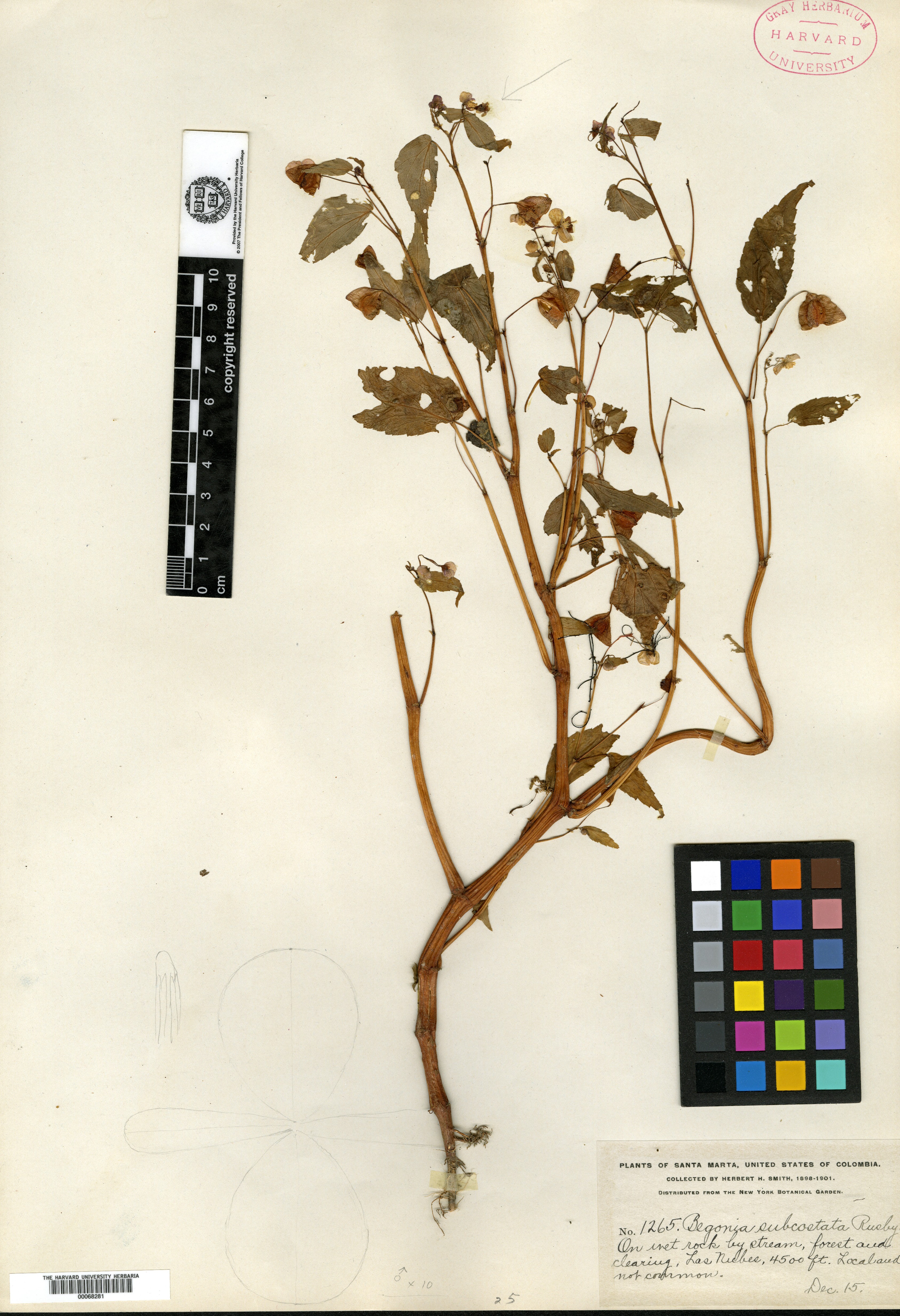 Begonia subcostata image