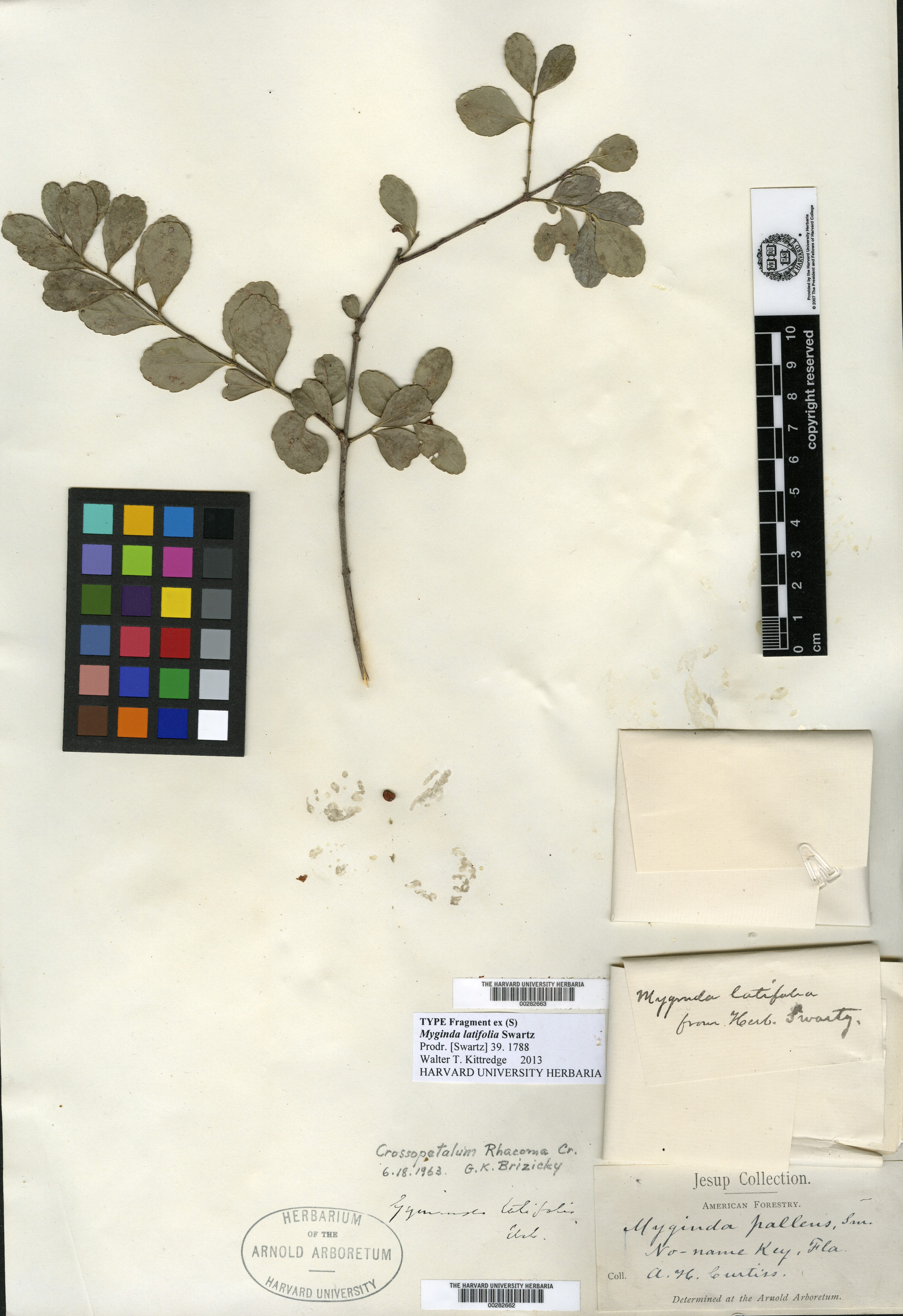 Myginda latifolia image