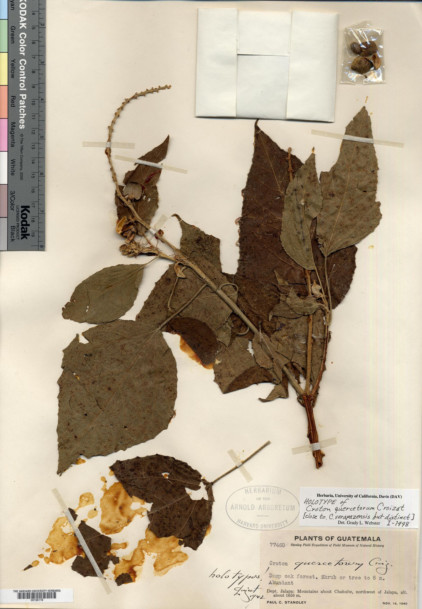 Croton quercetorum image