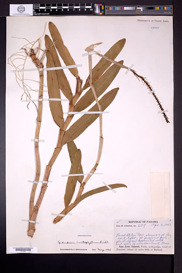 Epidendrum flexuosum image